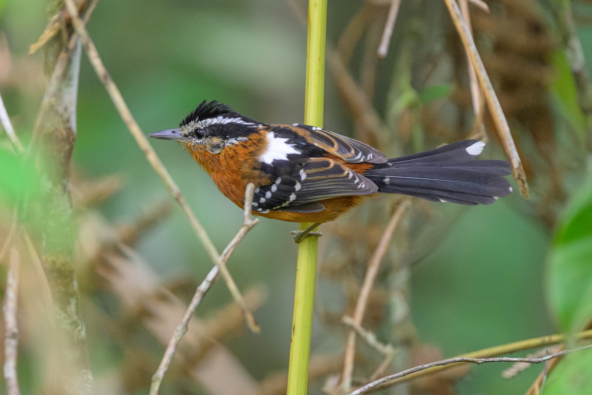 Ferruginous Antbird - ML644764591