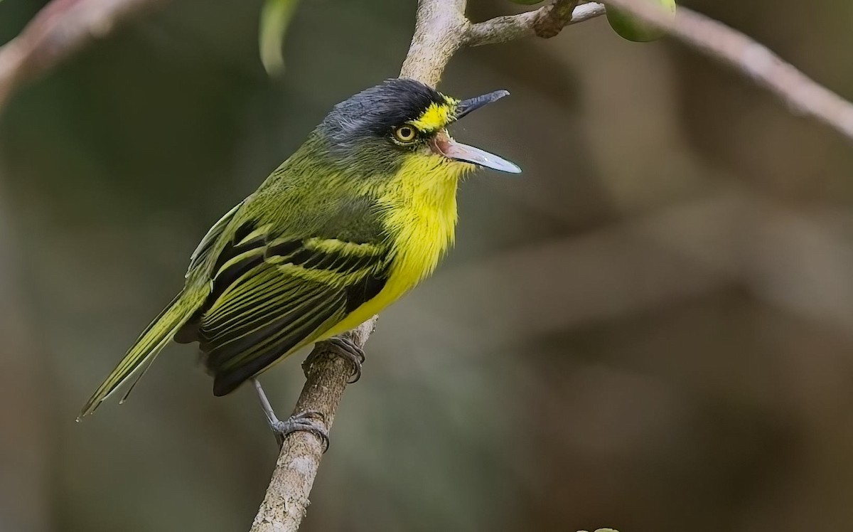 Todirostre à tête grise - ML644764594