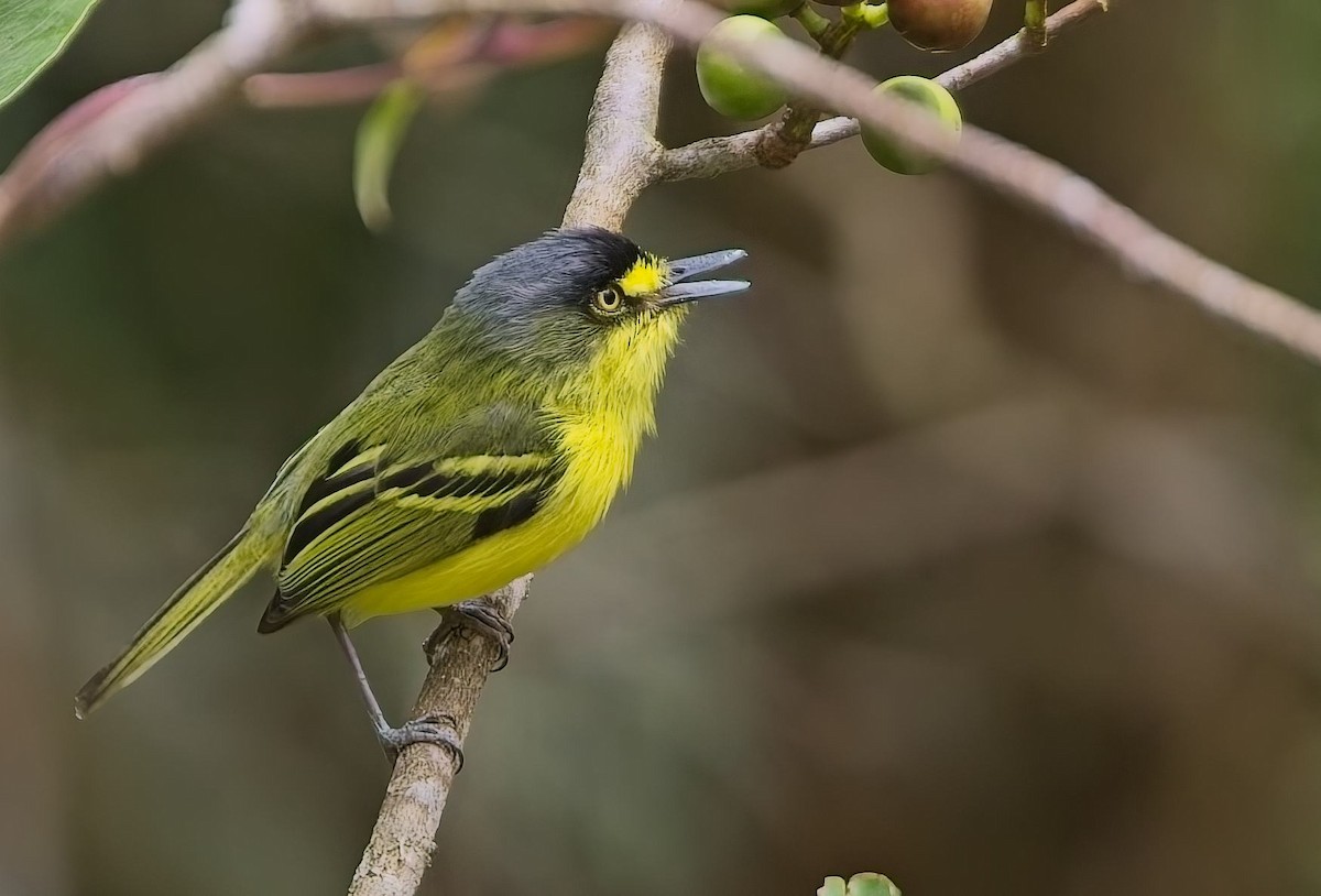 Todirostre à tête grise - ML644764596