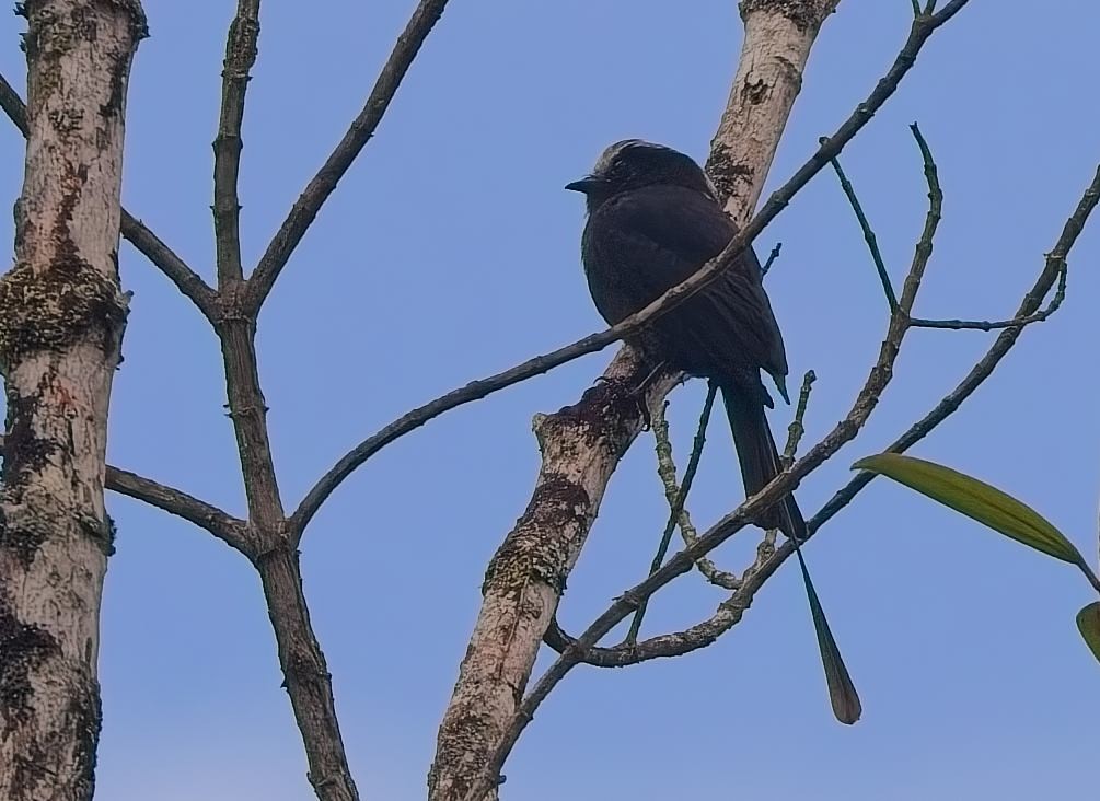 Long-tailed Tyrant - ML644764615