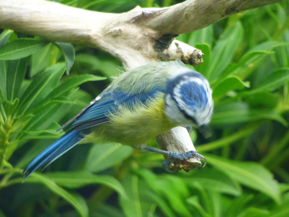 sýkora modřinka - ML644764618