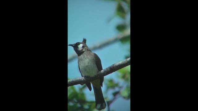 Himalayan Bulbul - ML644764623