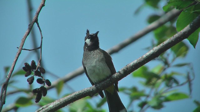 Himalayan Bulbul - ML644764624