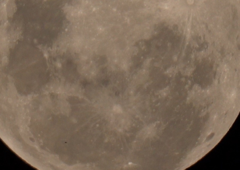 Wilson's Storm-Petrel - ML644764633