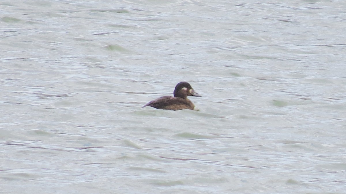 Surf Scoter - ML644764634