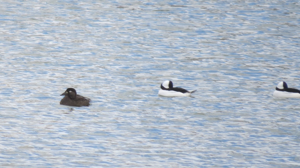 Surf Scoter - ML644764635