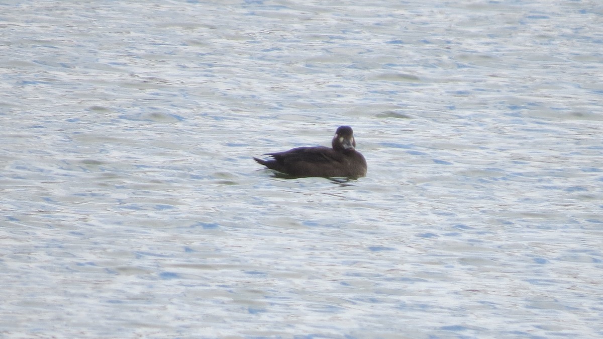Surf Scoter - ML644764636