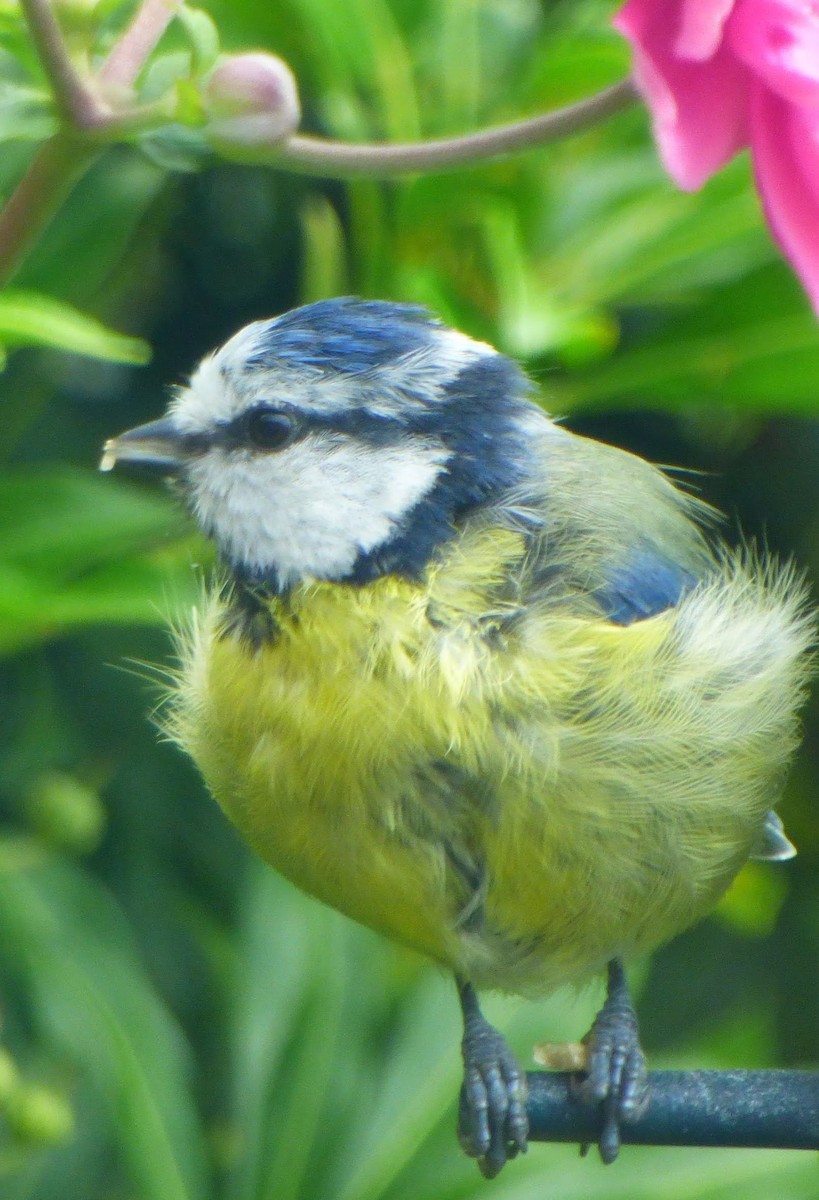 sýkora modřinka - ML644764652