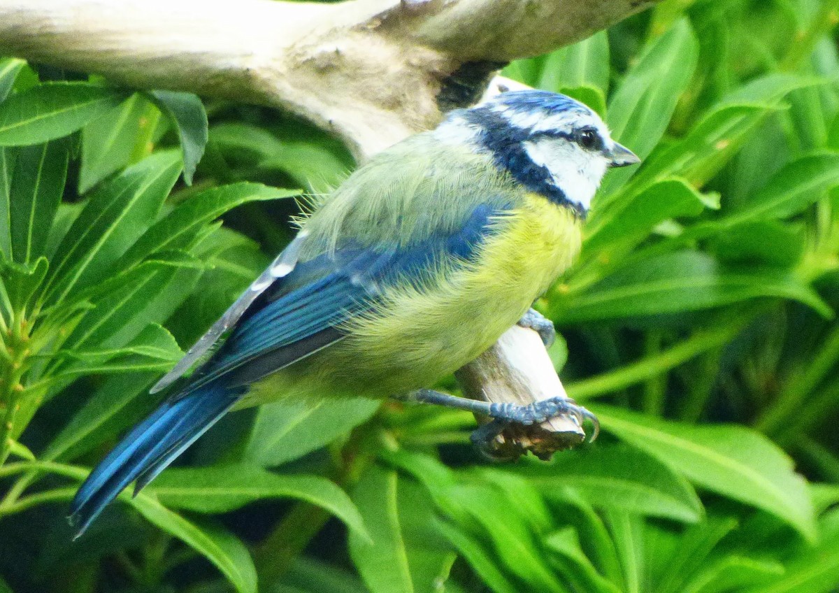 sýkora modřinka - ML644764657