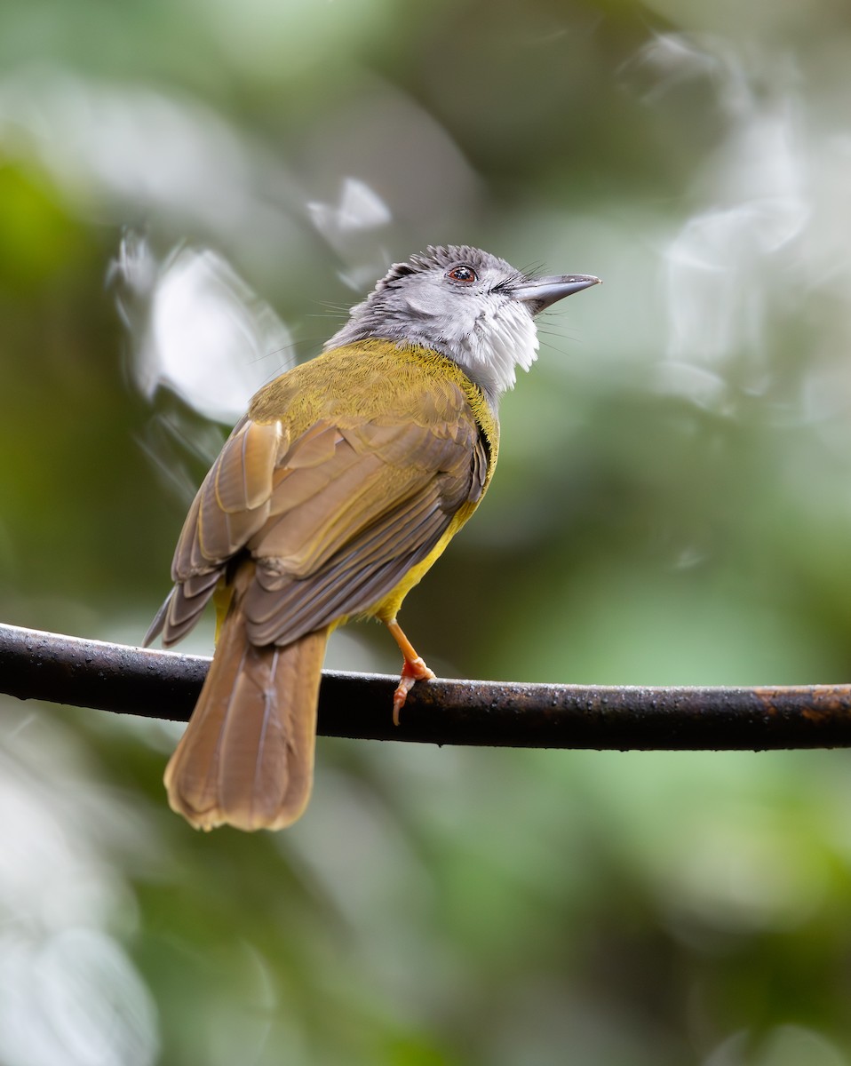 Yellow-bellied Bulbul - ML644764658