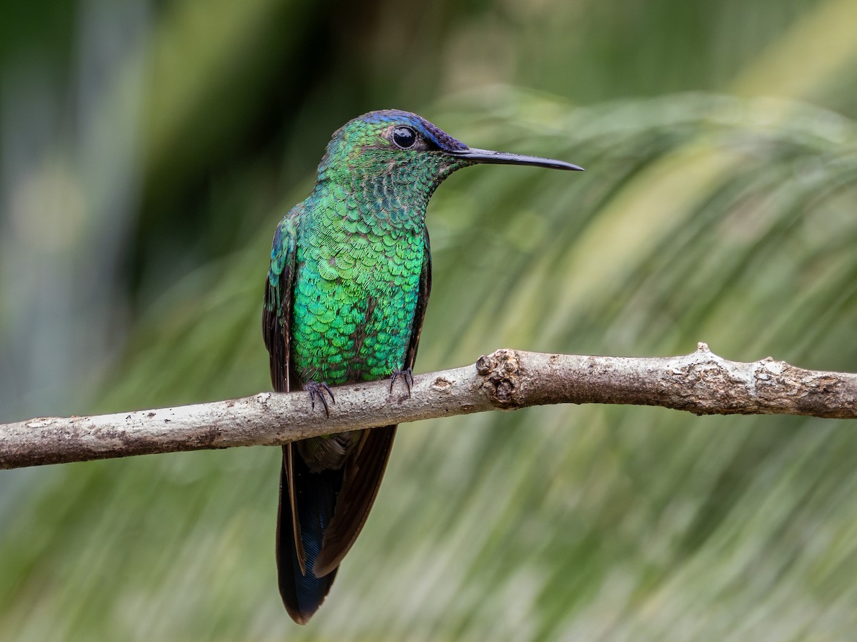 Violet-capped Woodnymph - ML644764662