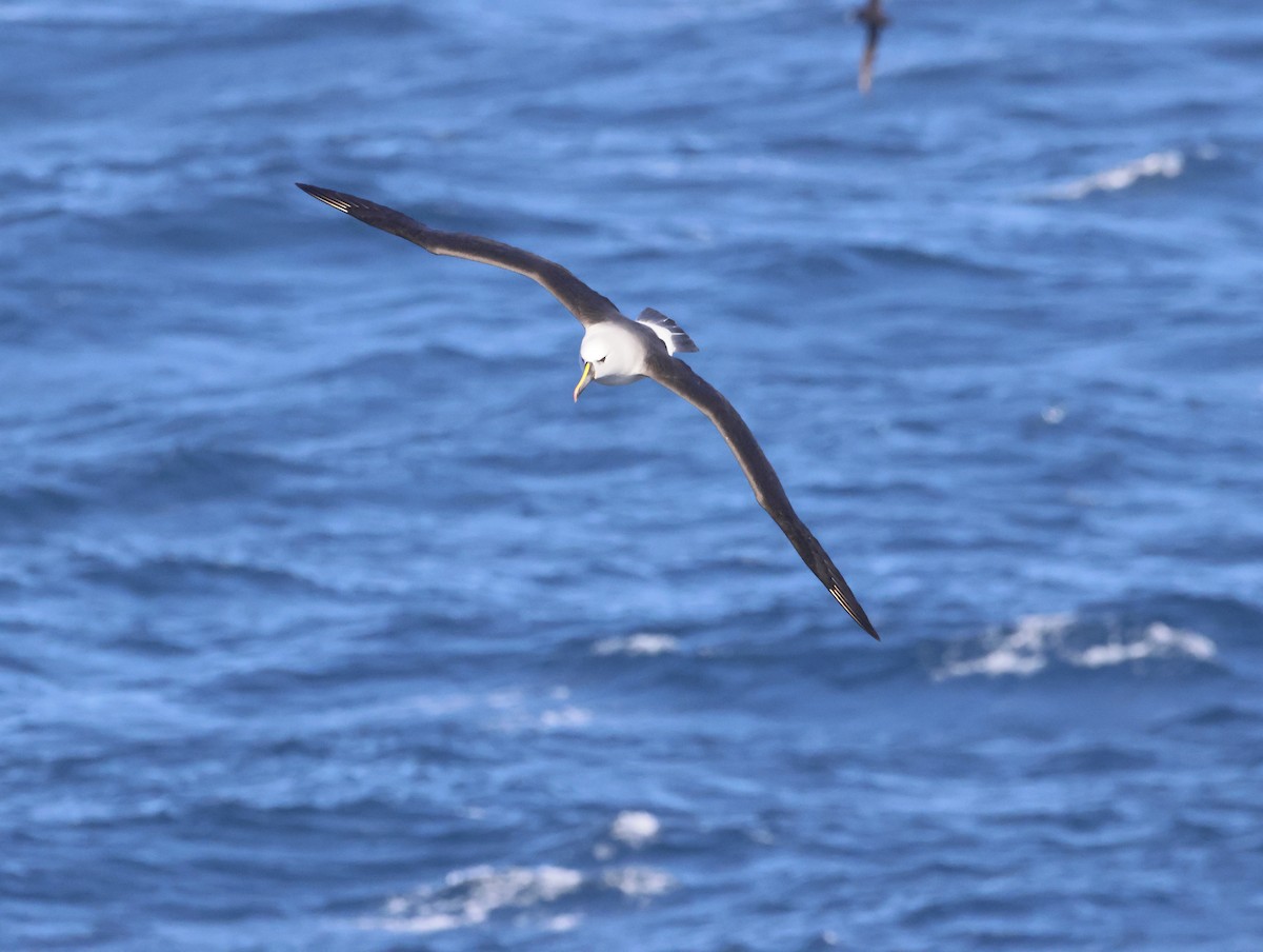 gulnesealbatross - ML644764670