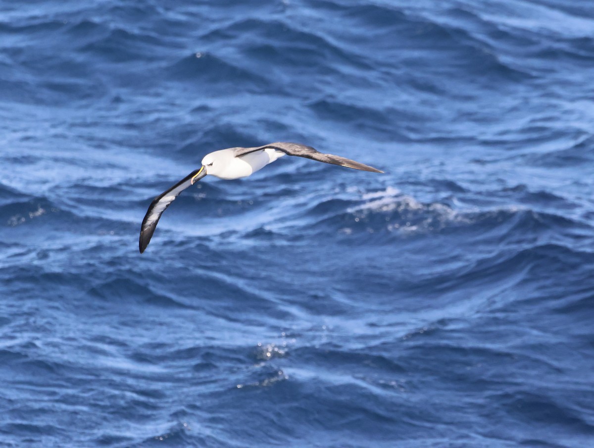 gulnesealbatross - ML644764673