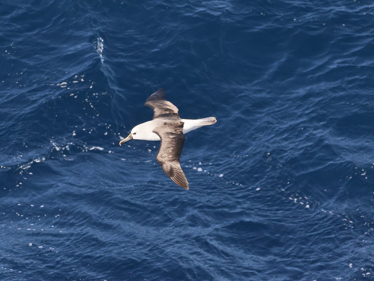 gulnesealbatross - ML644764674