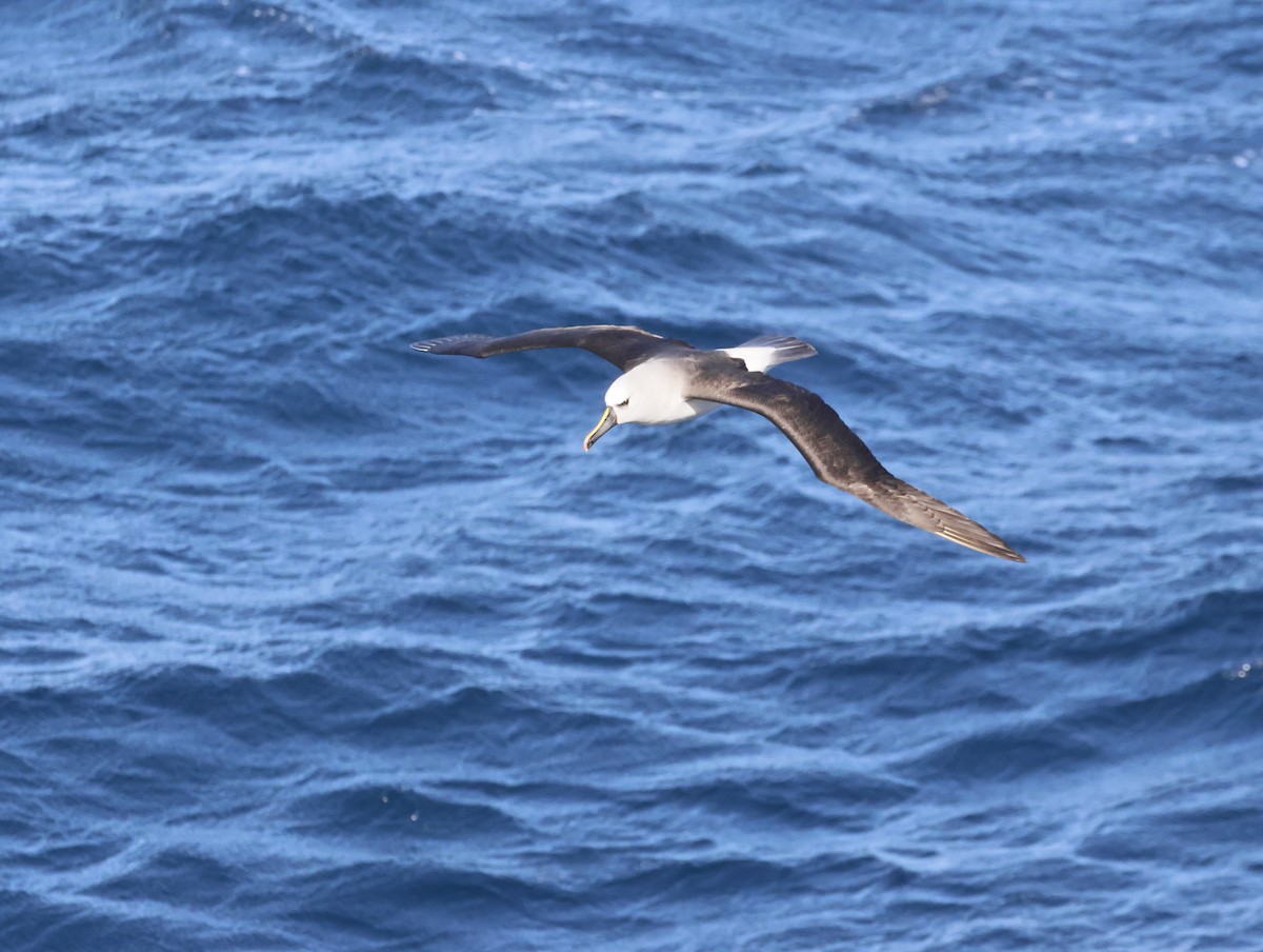 gulnesealbatross - ML644764675