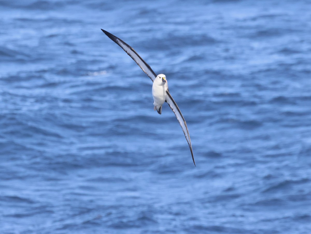 gulnesealbatross - ML644764676