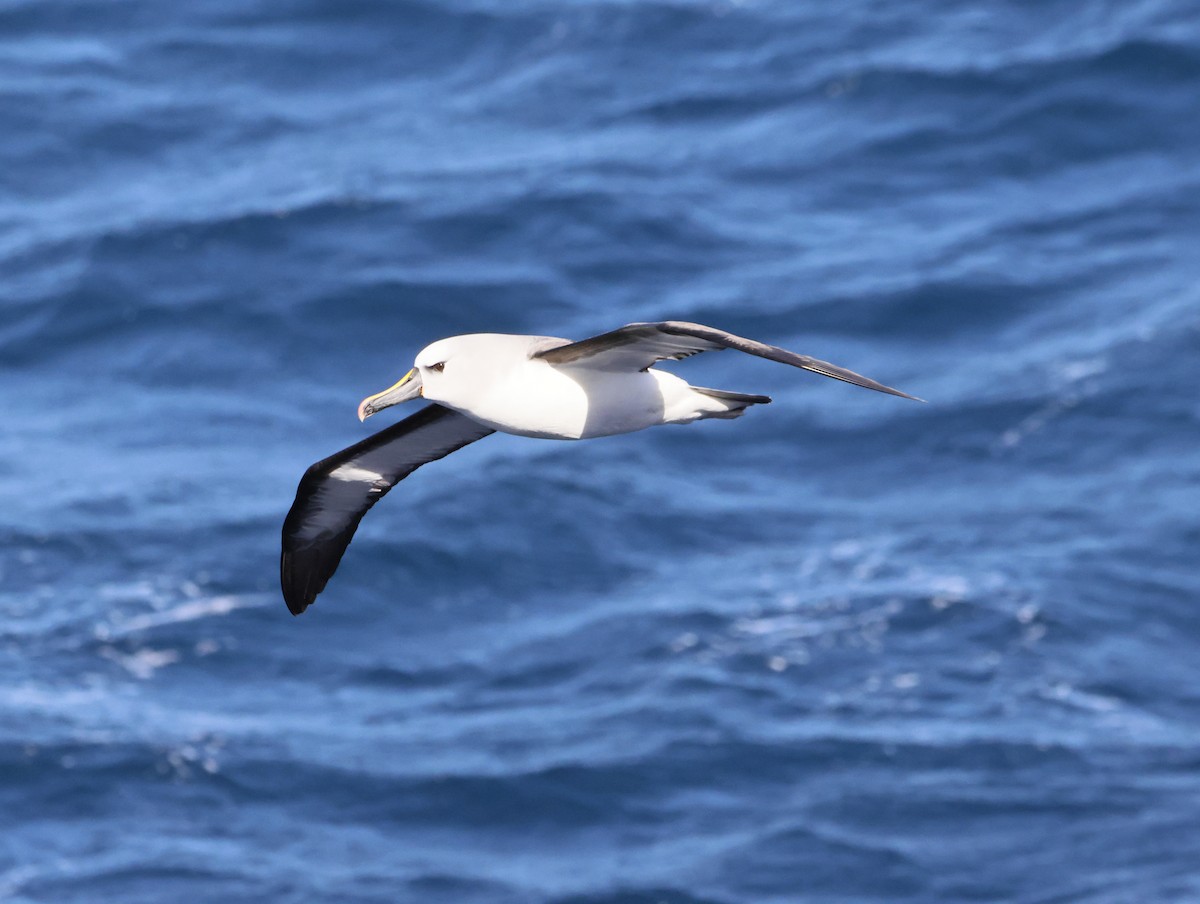 gulnesealbatross - ML644764677