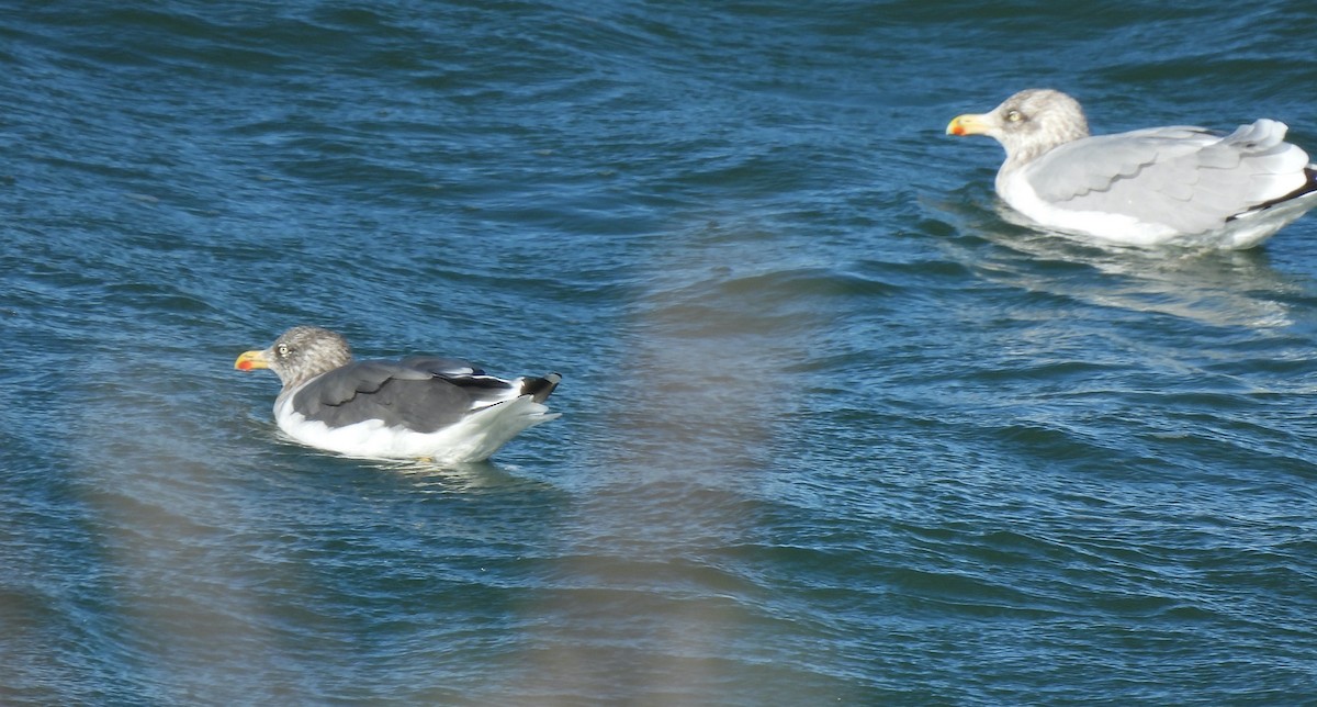 Kara Sırtlı Martı - ML644764691