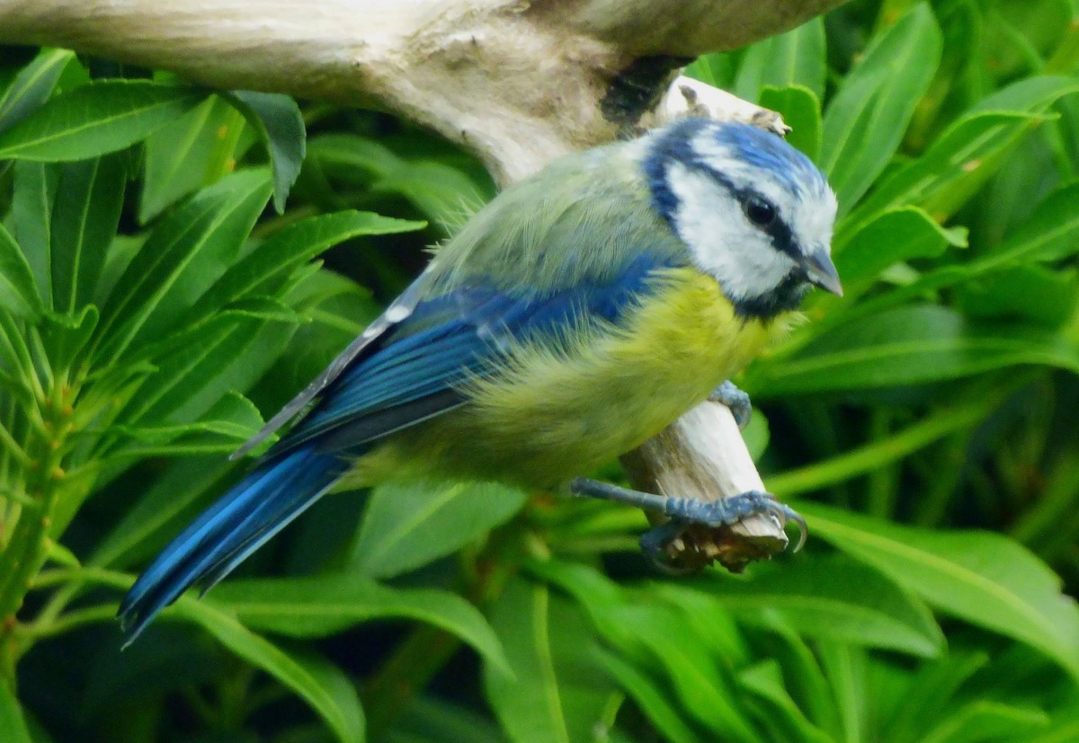 sýkora modřinka - ML644764704