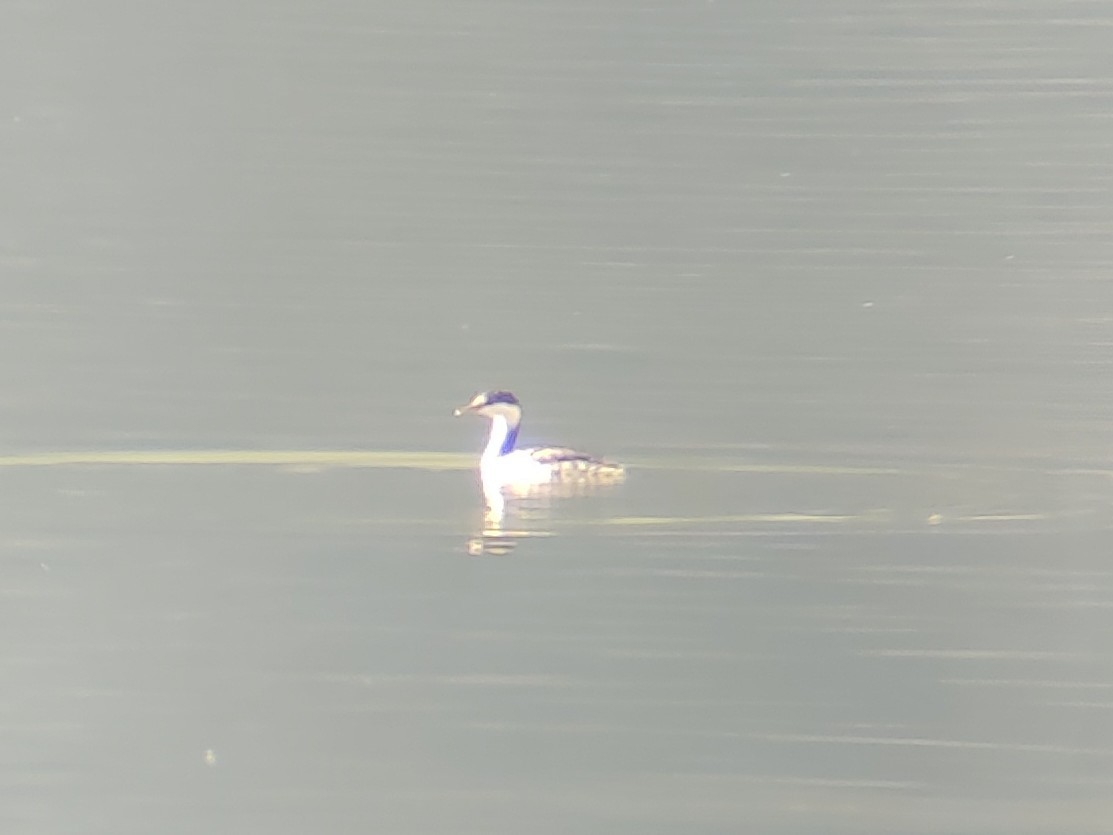Horned Grebe - ML644764711