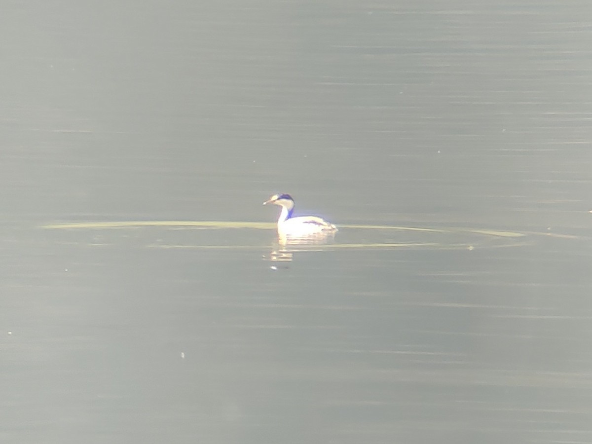 Horned Grebe - ML644764712