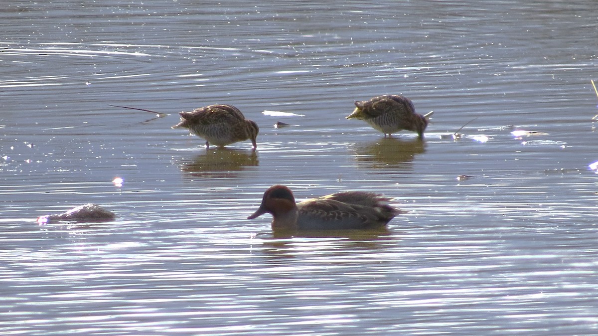 Wilson's Snipe - ML644764716
