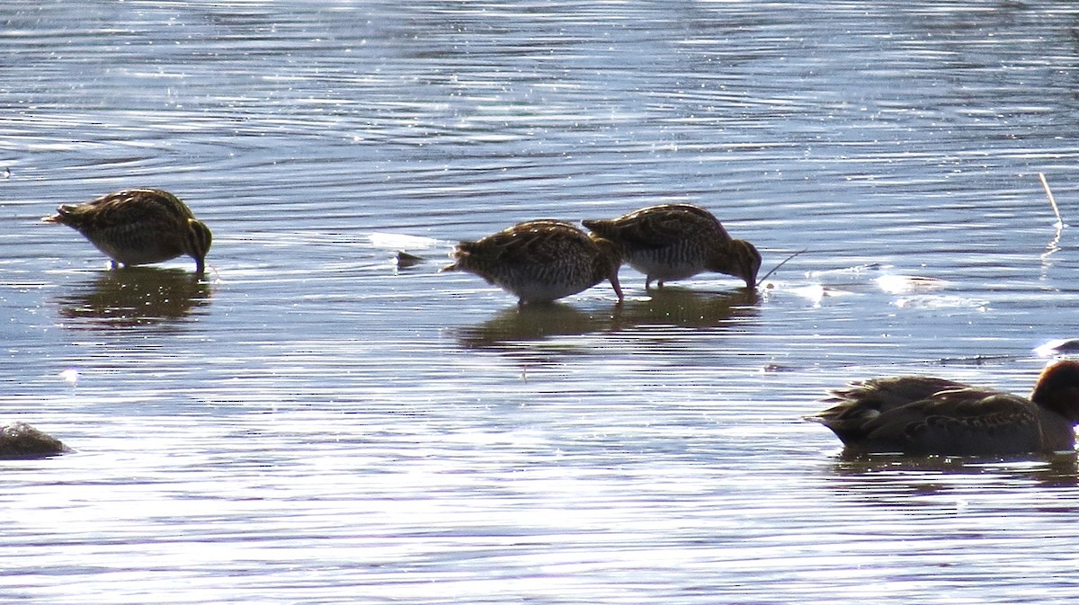 Wilson's Snipe - ML644764717