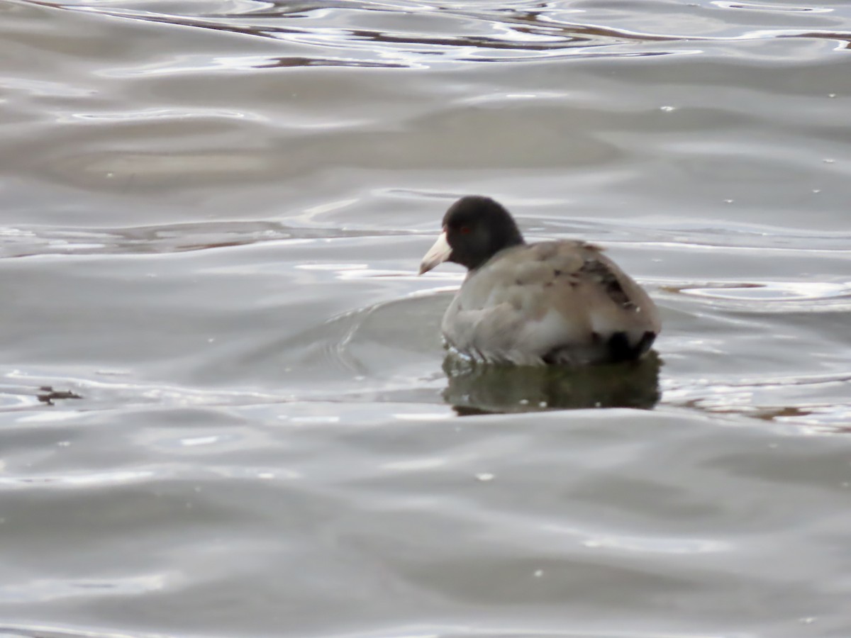 Лиска американська - ML644764718