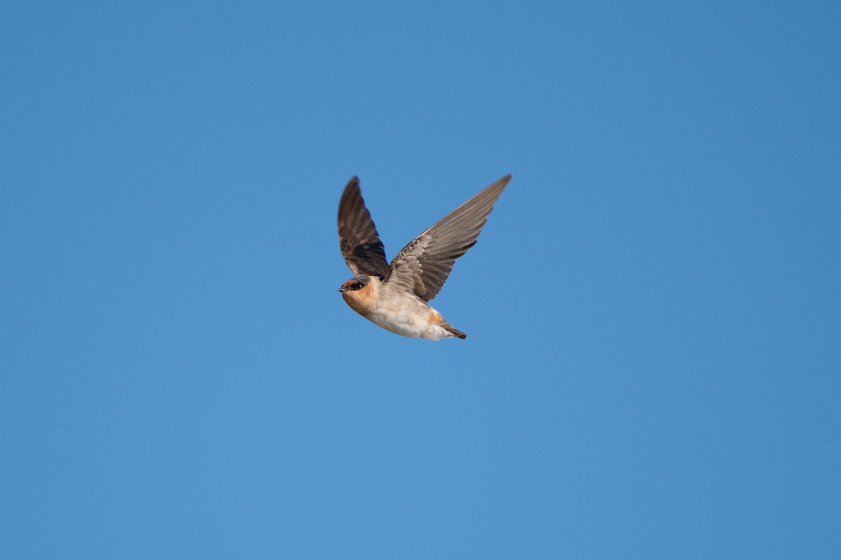 Cave Swallow - ML644764719