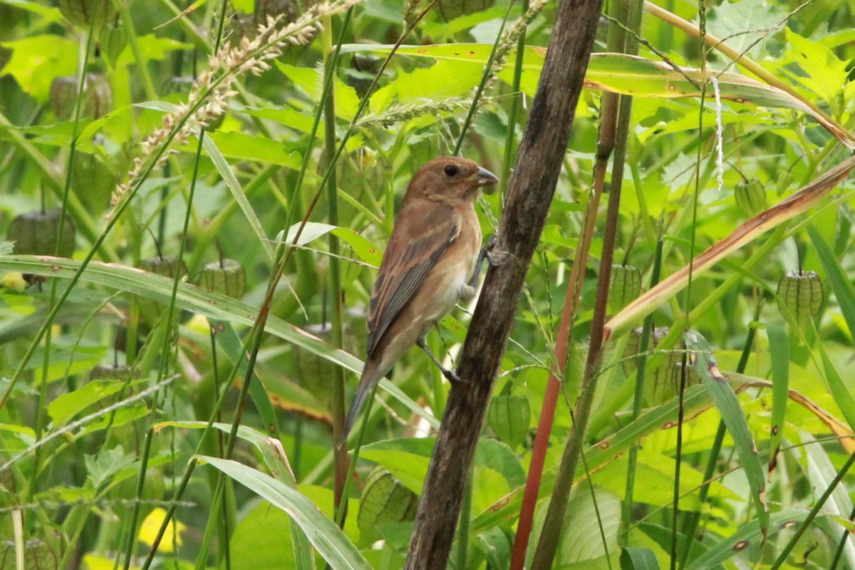 Indigo Bunting - ML644764727