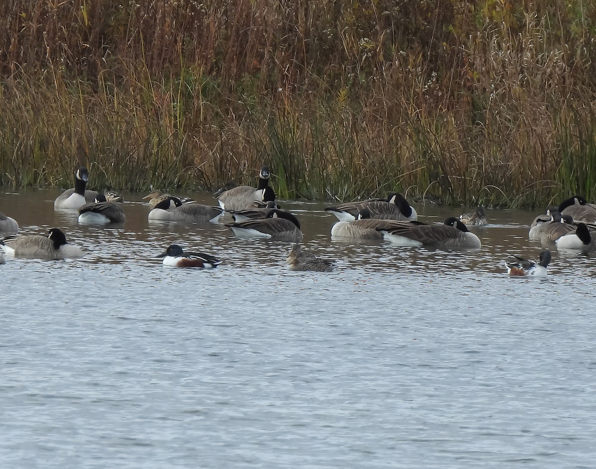 Canard souchet - ML644764729