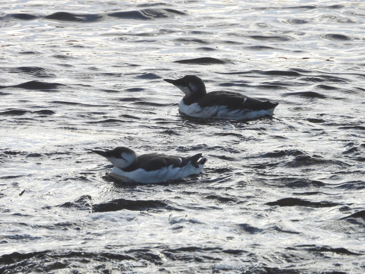 Common Murre - ML644764739