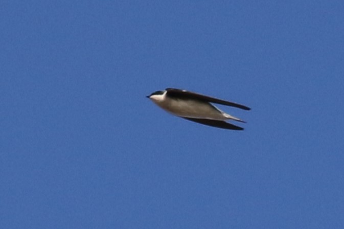 Tree Swallow - ML644764748