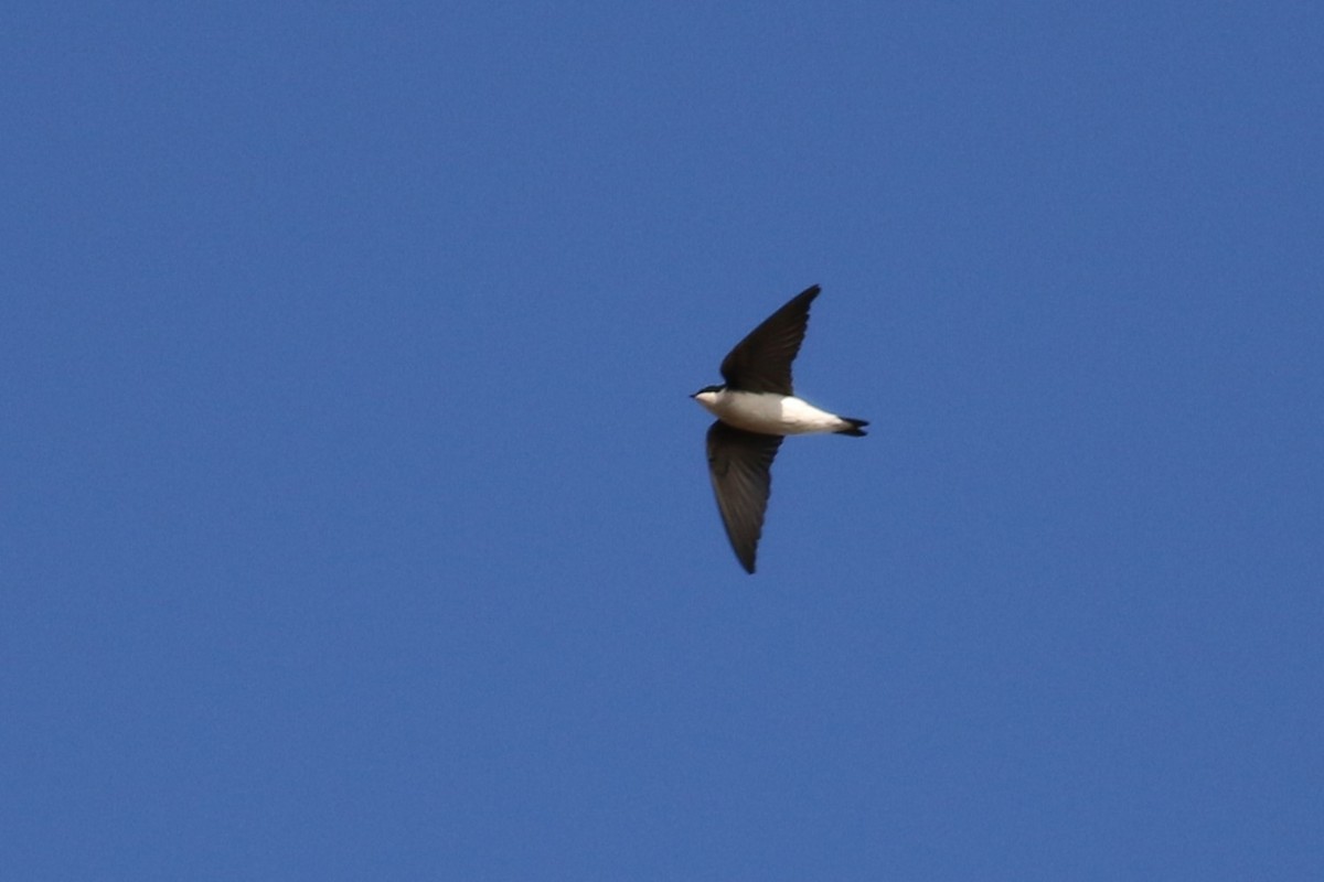 Tree Swallow - ML644764752