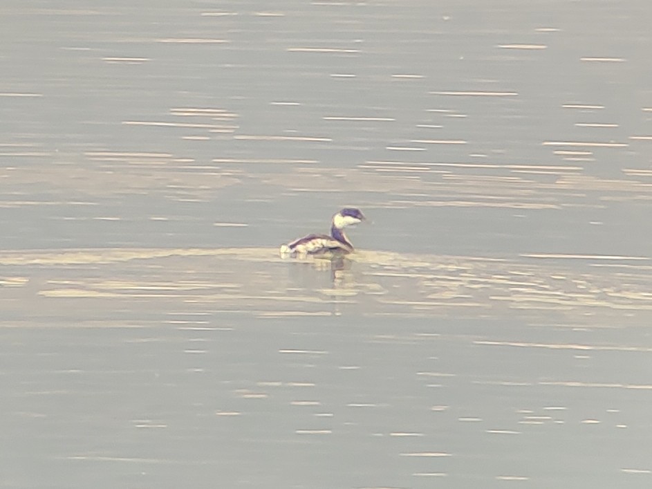 Horned Grebe - ML644764761