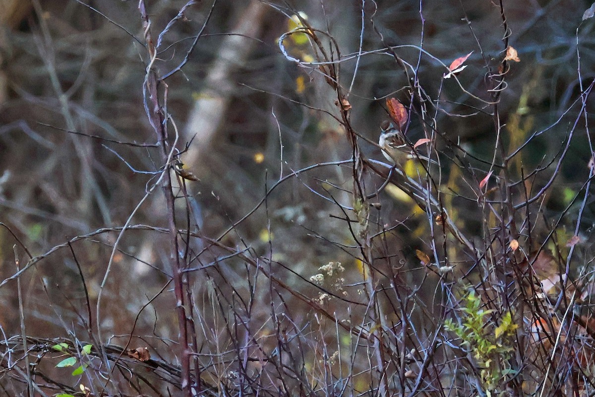 American Tree Sparrow - ML644764762