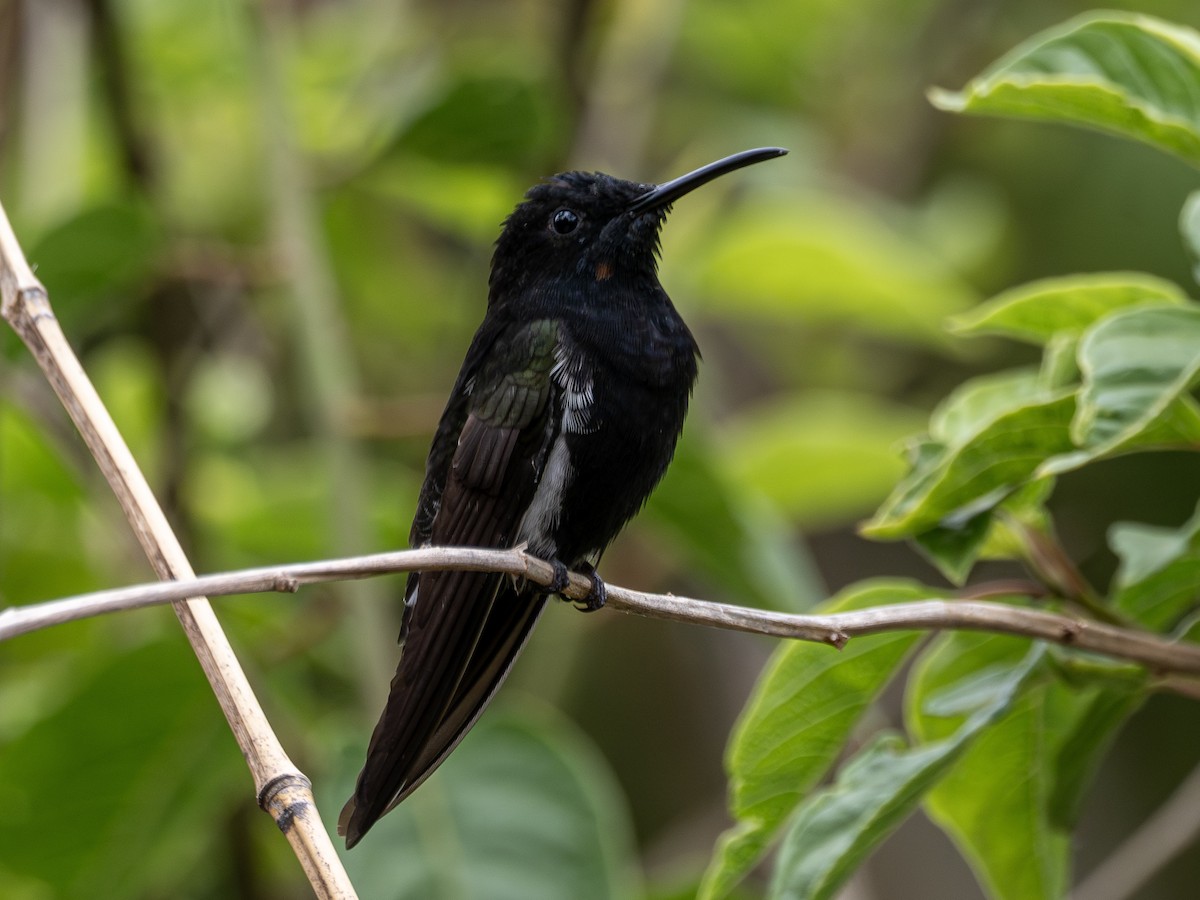 クロハチドリ - ML644764763