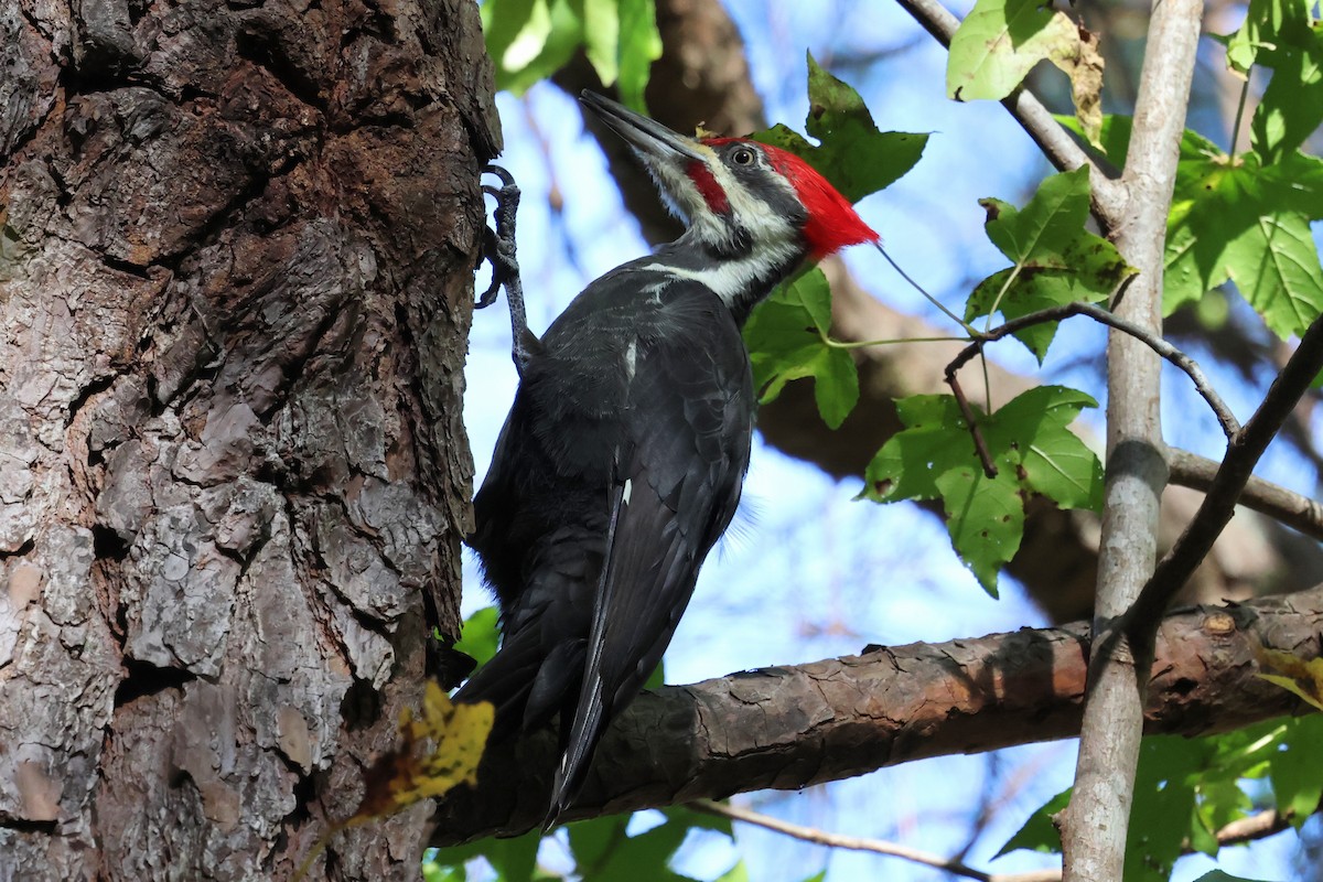 Pileated Woodpecker - ML644764765