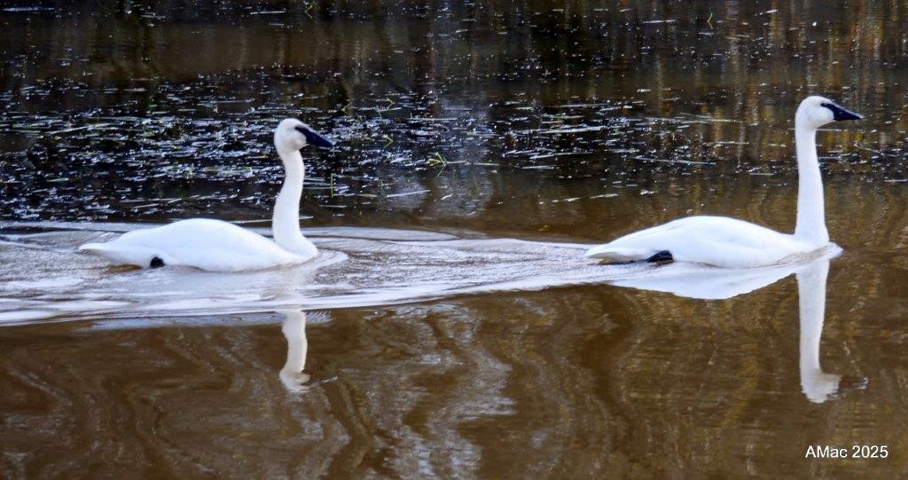 Trumpeter Swan - ML644764766