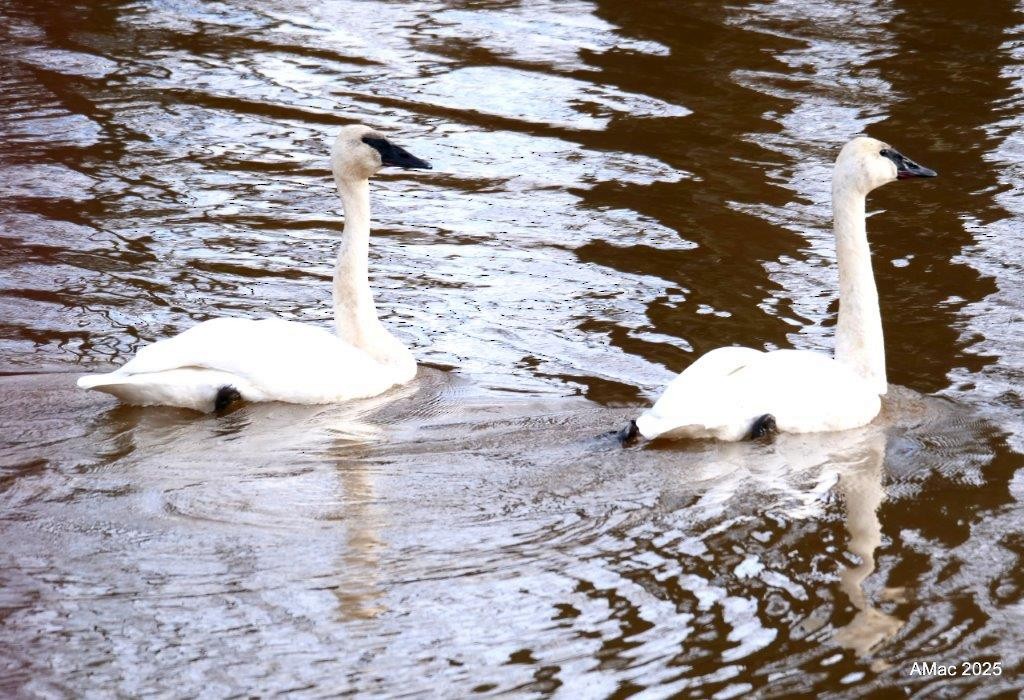 Trumpeter Swan - ML644764767
