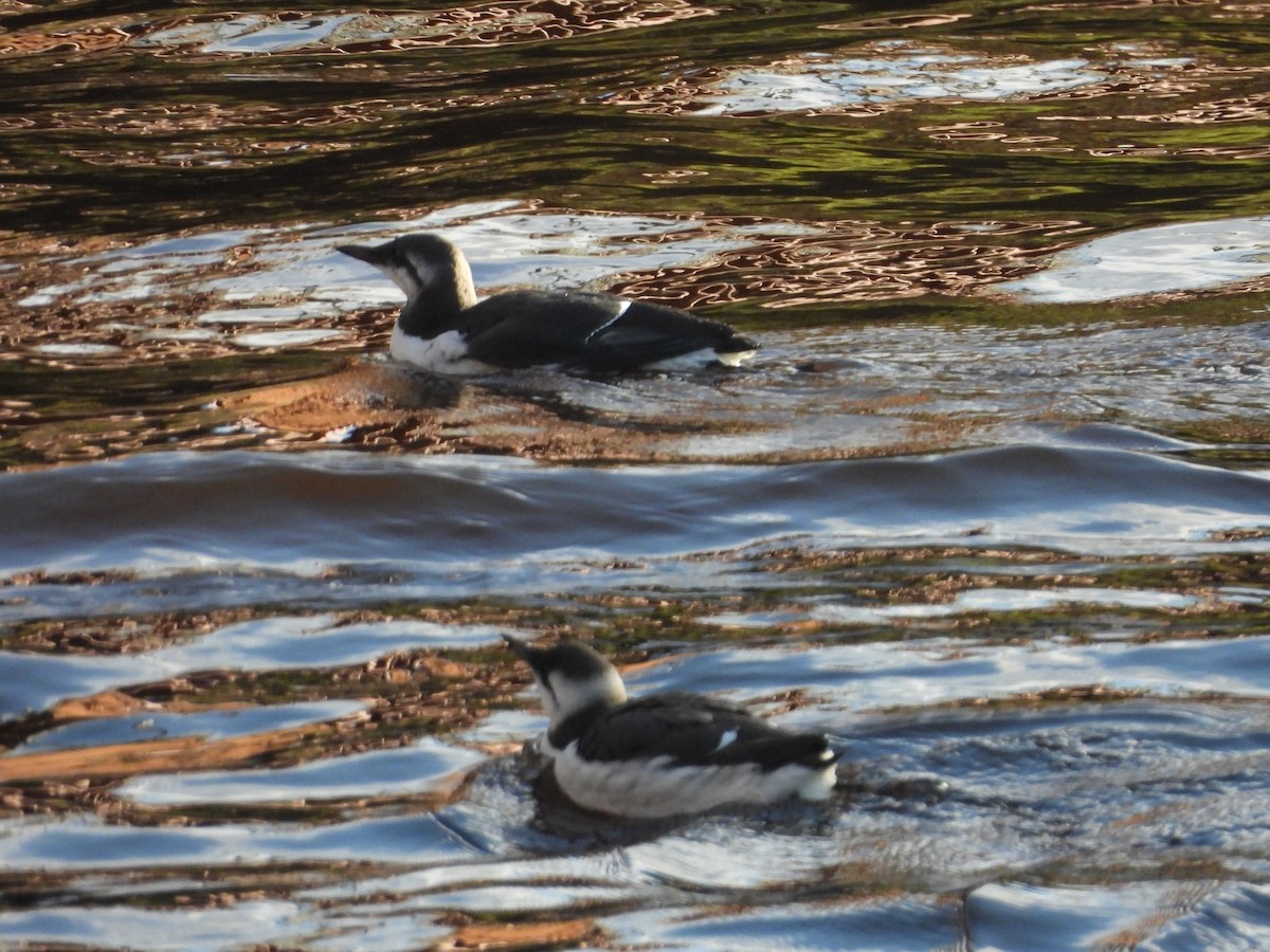 Common Murre - ML644764771