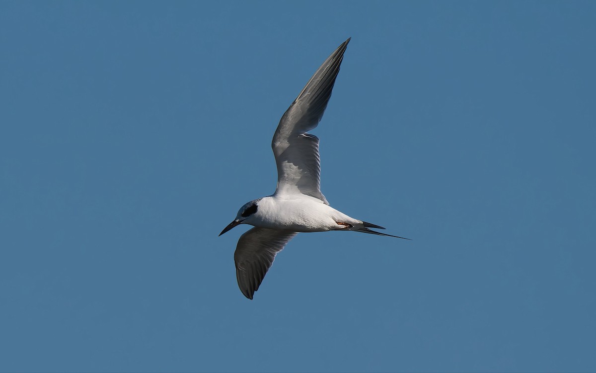 Forster's Tern - ML644764772