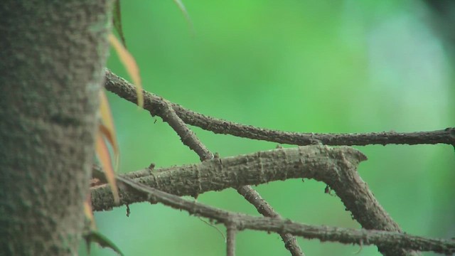 Gray-hooded Warbler - ML644764783