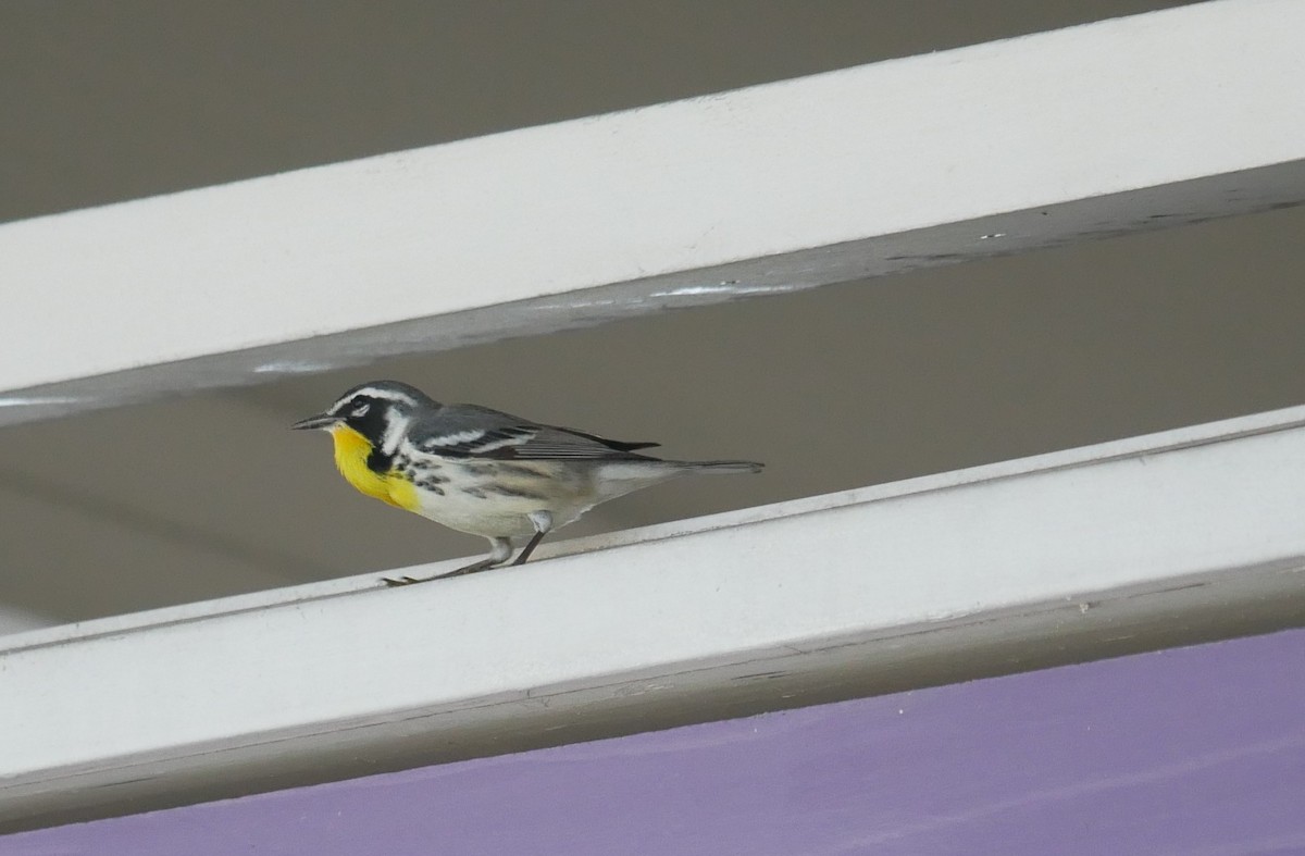 Goldkehl-Waldsänger - ML644764784