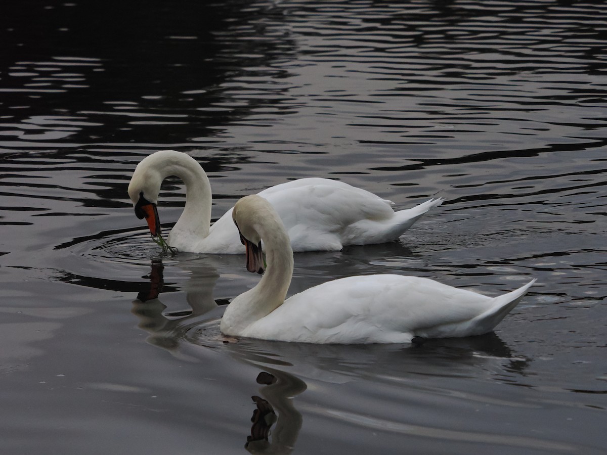 labuť velká - ML644764791