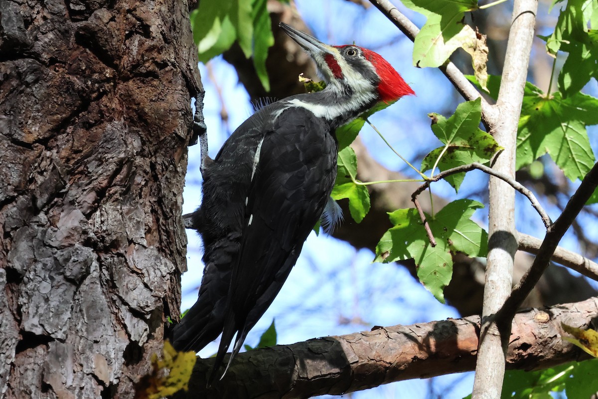 Pileated Woodpecker - ML644764832