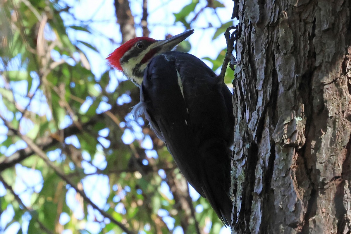 Pileated Woodpecker - ML644764836
