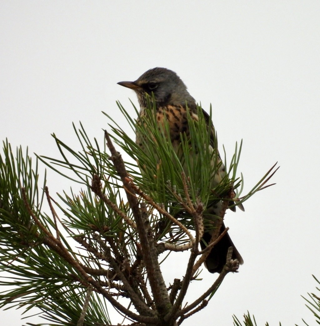 Fieldfare - ML644764843