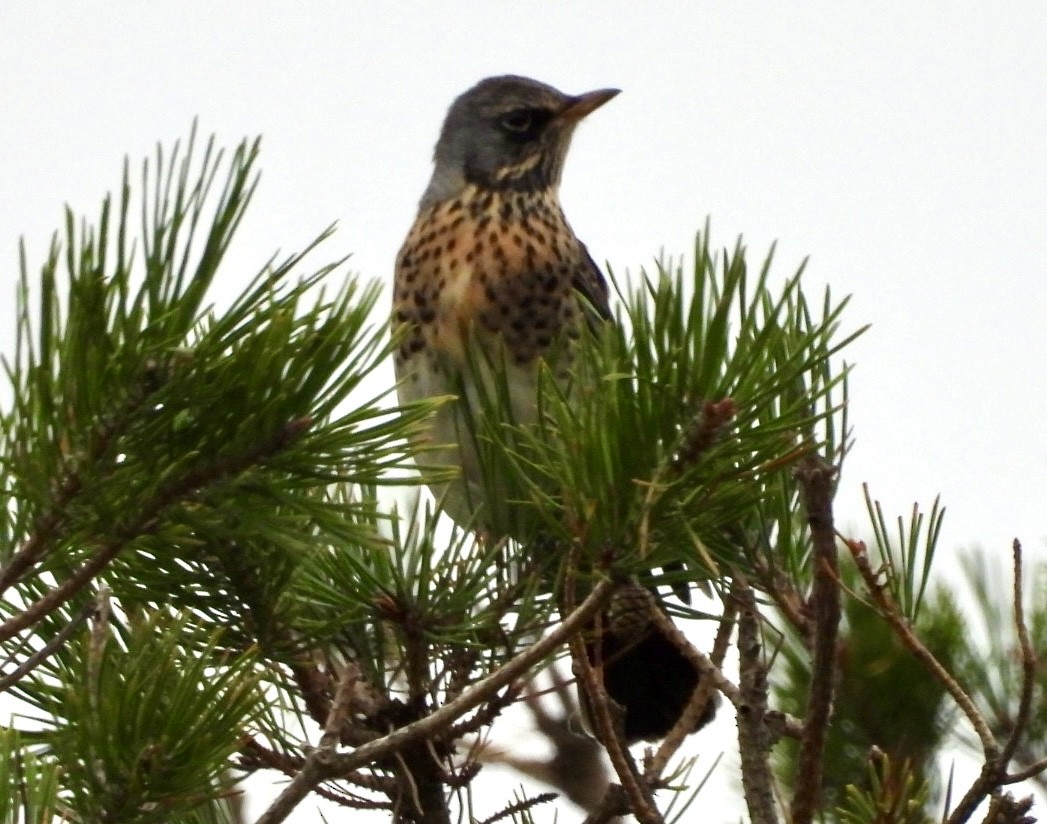 Fieldfare - ML644764844