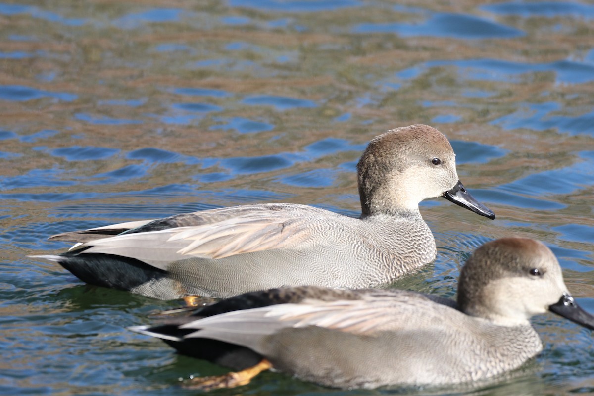 Нерозень - ML644764847